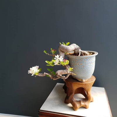 Cascade Bonsai Pot