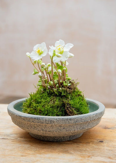 Moss Dish For Kokedama