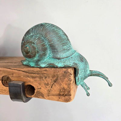 Shelf Edge Snail