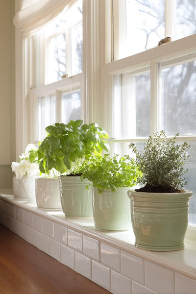 Windowsill Herb Pot